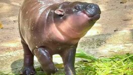 コビトカバの「ムーデン」　NYタイムズ「スタイリッシュな人」選出 - ワイズデジタル【タイで生活する人のための情報サイト】