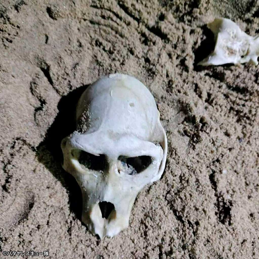 パタヤビーチの海岸で 猿の骸骨が見つかる - ワイズデジタル【タイで
