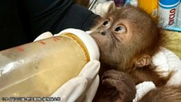 オランウータンの赤ちゃん　密輸容疑でタイ人の男を逮捕 - ワイズデジタル【タイで生活する人のための情報サイト】