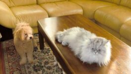 都のペット飼育新規定　来年1月に適用開始 - ワイズデジタル【タイで生活する人のための情報サイト】