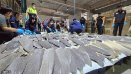 カリブ諸島からフカヒレ密輸 スワンナプーム空港で押収 - ワイズデジタル【タイで生活する人のための情報サイト】