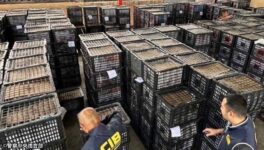 密輸アボカド等の倉庫摘発　検疫未実施のまま市場に出回る - ワイズデジタル【タイで生活する人のための情報サイト】