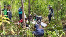 キノコ狩りをしていた女性　野生の象に襲われて死亡 - ワイズデジタル【タイで生活する人のための情報サイト】