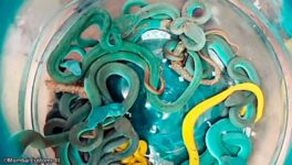 ムンバイの空港で毒蛇など押収　タイから密輸したことが判明 - ワイズデジタル【タイで生活する人のための情報サイト】