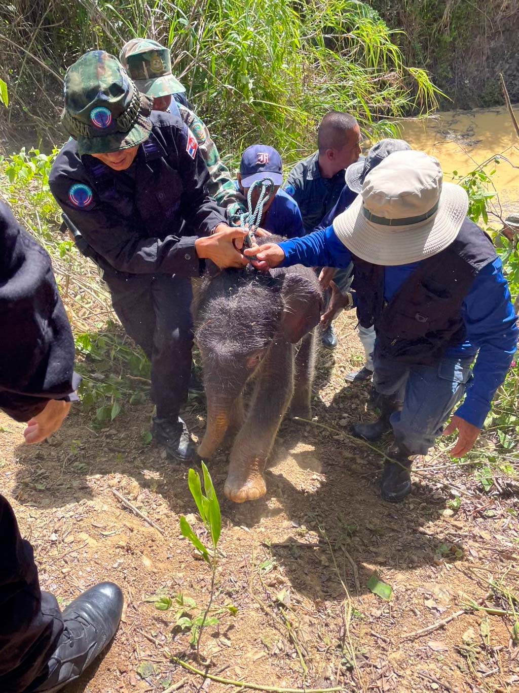 溝に落ちた野生の小ゾウ 保護区の職員らが救出 ー 東部チャンタブリー県の野生動物保護区近くの溝に落ちた小ゾウが発見され、近隣住民やタイ国立公園・野生動物・植物保全局(DNP)の職員が救出に向かった。ロープを使って無事救出された小ゾウは、近くにいた母親ゾウの元へ駆け寄り保護区内へ戻っていったという。