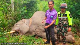 カオヤイで象の死体発見 電線に触れ、感電死か - ワイズデジタル【タイで生活する人のための情報サイト】