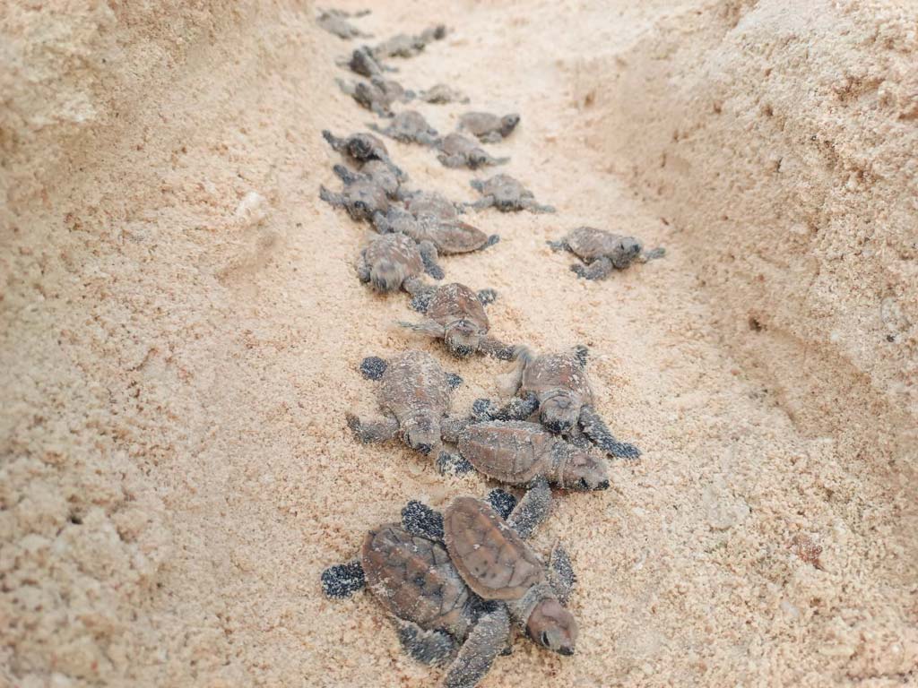 タル島でウミガメ孵化 126匹が海へ帰る ー 7月29日、西部ラチュワップキーリーカン県のタル島で絶滅危惧種のタイマイ(ウミガメ)が卵から孵化した。産卵穴には158個の卵があり、そのうち126個が孵化に成功(約80%におよぶ孵化率)したという。その後、孵化した126匹は海へ帰っていった。