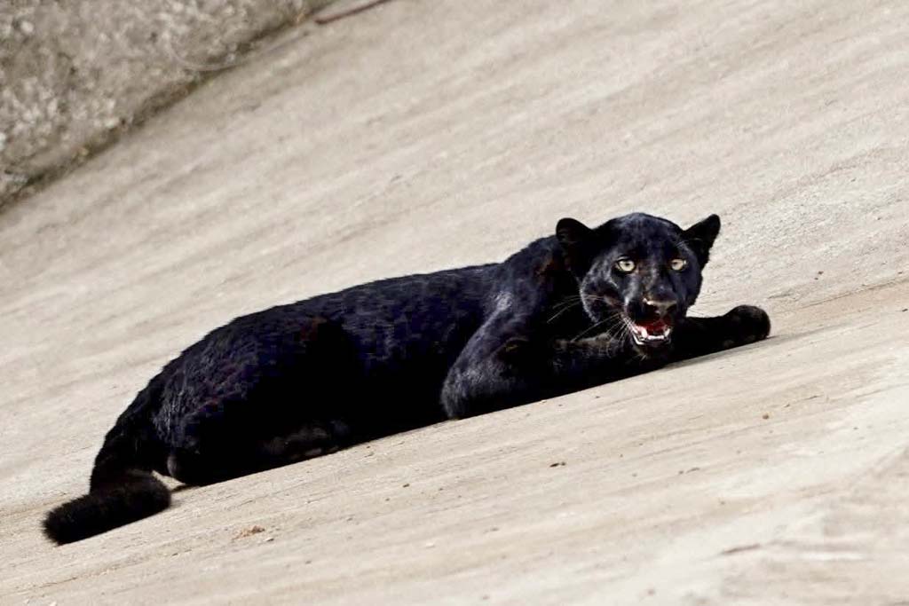 クイブリー国立公園で 黒豹が観光客の前に出現 ー 8月12日、西部プラチュワップキーリーカン県クイブリー国立公園が観光客等の前に出現した黒豹(ヒョウの黒化型個体)の写真を公開した。同国立公園は野生動物と遭遇した場合は適切な距離を保ち、静かに見守ってほしいと観光客に呼びかけている。