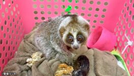 指定保護動物を密売か おとり捜査で2人摘発 - ワイズデジタル【タイで生活する人のための情報サイト】