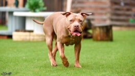 ピットブルに襲われ 生後2カ月の乳児死亡 - ワイズデジタル【タイで生活する人のための情報サイト】