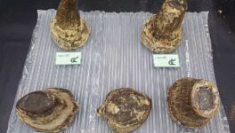 690万B相当の犀角密輸 空港でベトナム人逮捕 - ワイズデジタル【タイで生活する人のための情報サイト】