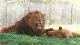 サファリワールドの飼育員 ライオンに襲われて死亡 - ワイズデジタル【タイで生活する人のための情報サイト】