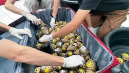 スワンナプーム空港にて密輸 エジプトリクガメ187匹押収 - ワイズデジタル【タイで生活する人のための情報サイト】