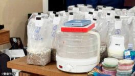 マジックマッシュルーム56kg 栽培・販売に関与した男逮捕 - ワイズデジタル【タイで生活する人のための情報サイト】