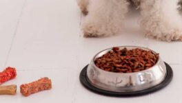 ペットフード輸出好調 タイは輸出量世界2位 - ワイズデジタル【タイで生活する人のための情報サイト】