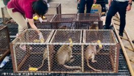 ロッブリー県のサル問題 町内で95%の個体捕獲成功 - ワイズデジタル【タイで生活する人のための情報サイト】
