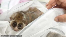 野生動物の密輸図る ドンムアン空港で台湾人逮捕 - ワイズデジタル【タイで生活する人のための情報サイト】