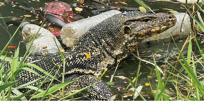 裏マスコット的存在?ミズオオトカゲ ー おしえてタイランド