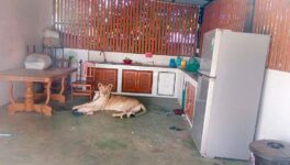 民家で飼われていたペットのライオンが脱走　SNS映えを狙った飼い主の結末は… - ワイズデジタル【タイで生活する人のための情報サイト】