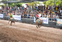 チョンブリー県名物　「水牛レース祭り」開催 - ワイズデジタル【タイで生活する人のための情報サイト】