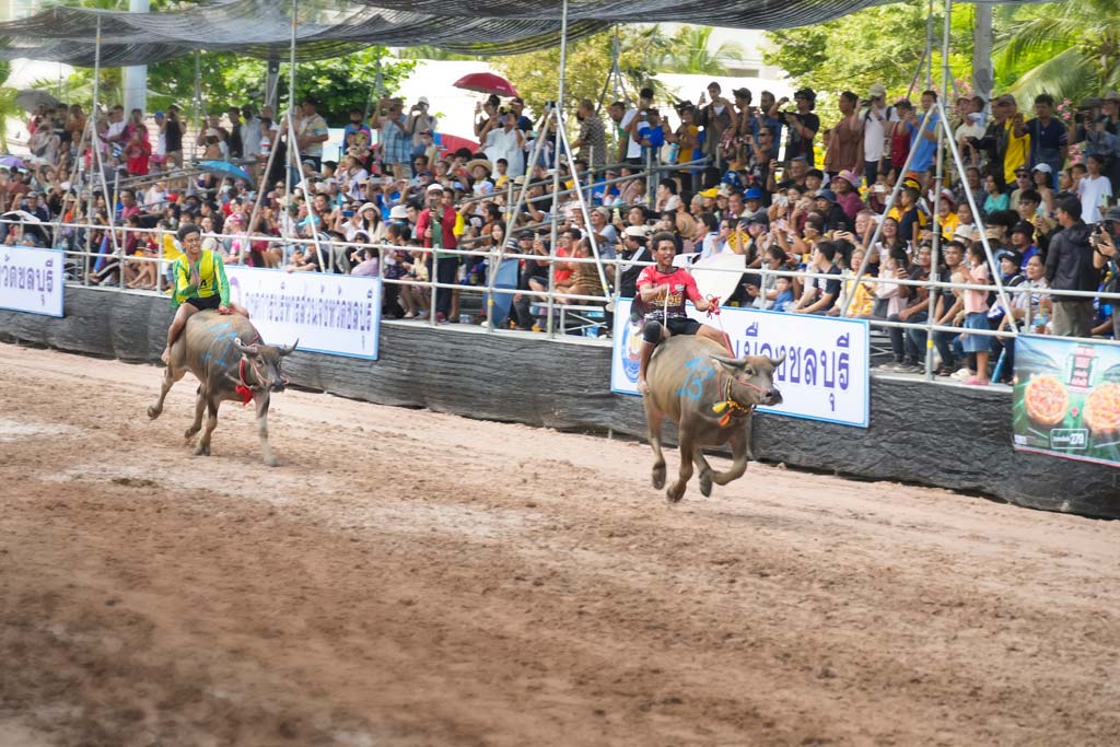 チョンブリー県名物　「水牛レース祭り」開催 - ワイズデジタル【タイで生活する人のための情報サイト】