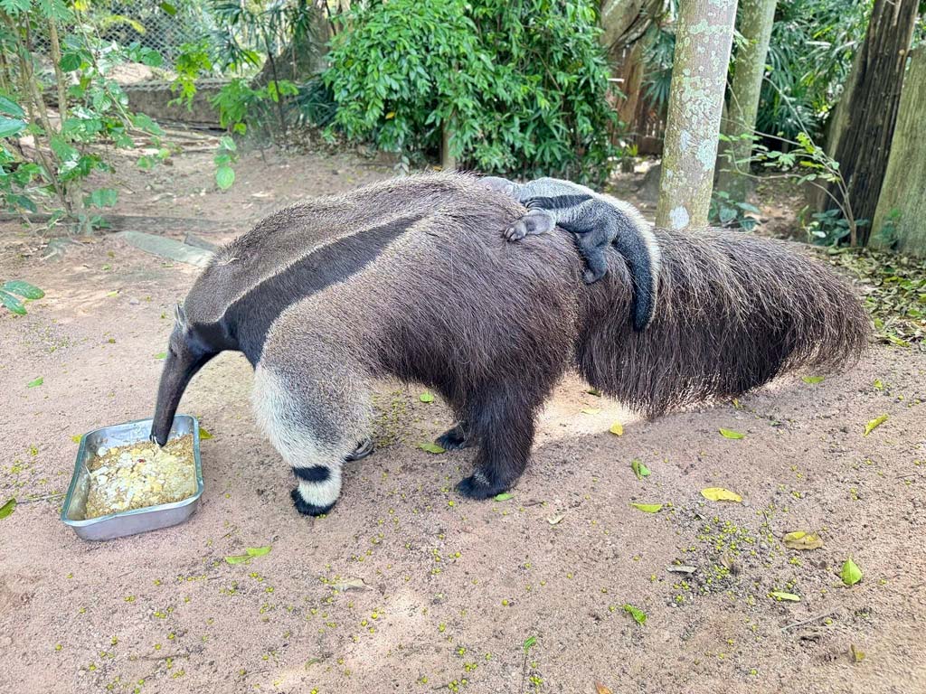 オオアリクイの赤ちゃん誕生 10月21日から一般公開 ー 10月14日、チョンブリー県カオキアオ動物園でオオアリクイの赤ちゃんが誕生。21日からは一般展示で公開されている。オオアリクイは主に中南米に生息するアリクイ科の哺乳類。赤ちゃんは生後8カ月まで母親の背中に乗り、授乳する際にお腹の乳頭に移動するという習性があるという。
