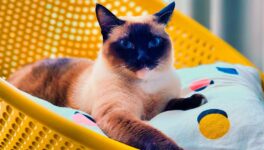 タイ原産の猫5種 「国を象徴するペット」に承認 - ワイズデジタル【タイで生活する人のための情報サイト】