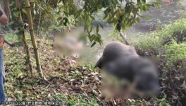 果樹園で野生象3頭感電死 国立公園局が法的措置の構え - ワイズデジタル【タイで生活する人のための情報サイト】