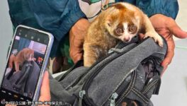 動物を使った違法商売　観光客に金を要求した女逮捕 - ワイズデジタル【タイで生活する人のための情報サイト】