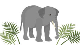 保護区職員が勤務中に　野生の象に襲われて死亡 - ワイズデジタル【タイで生活する人のための情報サイト】