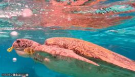観光客による問題行動　ウミガメにリストバンド食べさせる - ワイズデジタル【タイで生活する人のための情報サイト】