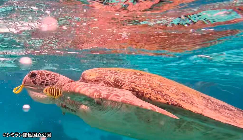観光客による問題行動 ウミガメにリストバンド食べさせる - ワイズ