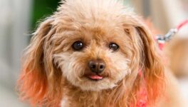 バンコクのペット飼育新規定 来年1月に適用、都庁が準備を呼びかけ - ワイズデジタル【タイで生活する人のための情報サイト】