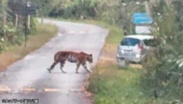 タップラーン国立公園の ビュースポットでトラ出現 - ワイズデジタル【タイで生活する人のための情報サイト】