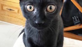 国を象徴する新たな存在　タイ猫 - ワイズデジタル【タイで生活する人のための情報サイト】