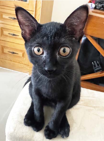 国を象徴する新たな存在　タイ猫 - ワイズデジタル【タイで生活する人のための情報サイト】