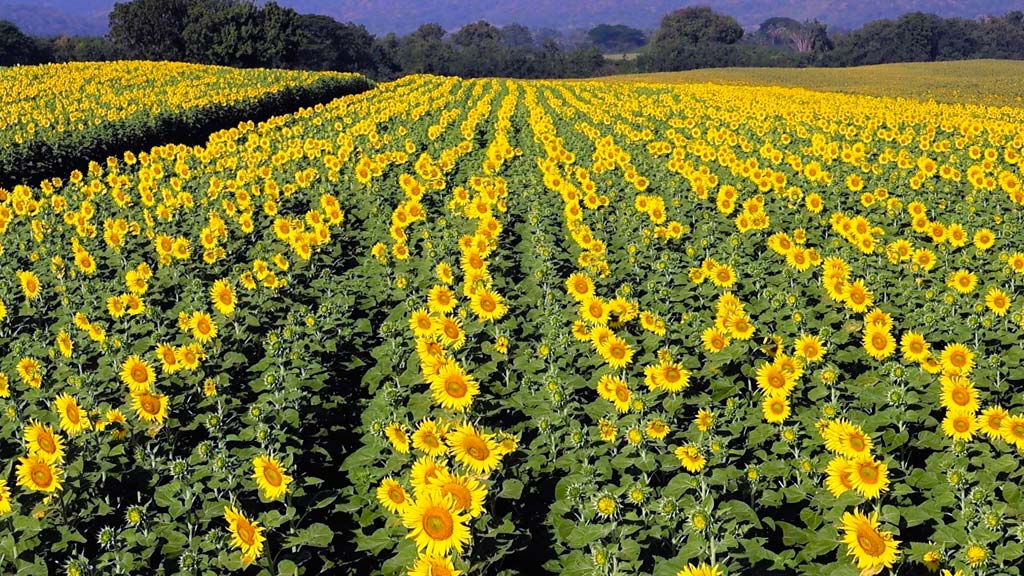 ひまわりが見頃を迎える ロッブリー県などで観光客勧誘 ー ロッブリー県はタイ最大のひまわりの生産地。特に11月〜1月頃はひまわりの開花がピークを迎え、ひまわり畑はきらびやかな黄色一色に染まる。同県の観光名所である、ひまわり農園「カオチーンレー」などではひまわり畑への観光誘致をアピールした。