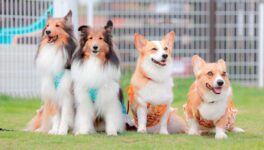 バンコクのペット新規定　適用を2027年に延期 - ワイズデジタル【タイで生活する人のための情報サイト】