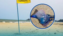 有毒クラゲの発生時期　ソンクラー県自治体が注意喚起 - ワイズデジタル【タイで生活する人のための情報サイト】