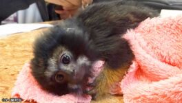 絶滅危惧種など密輸未遂　搭乗直前で香港人の男逮捕 - ワイズデジタル【タイで生活する人のための情報サイト】