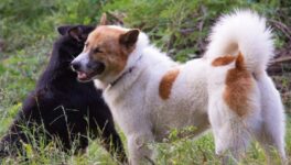 タイの固有犬種「バンゲーオ」 - ワイズデジタル【タイで生活する人のための情報サイト】