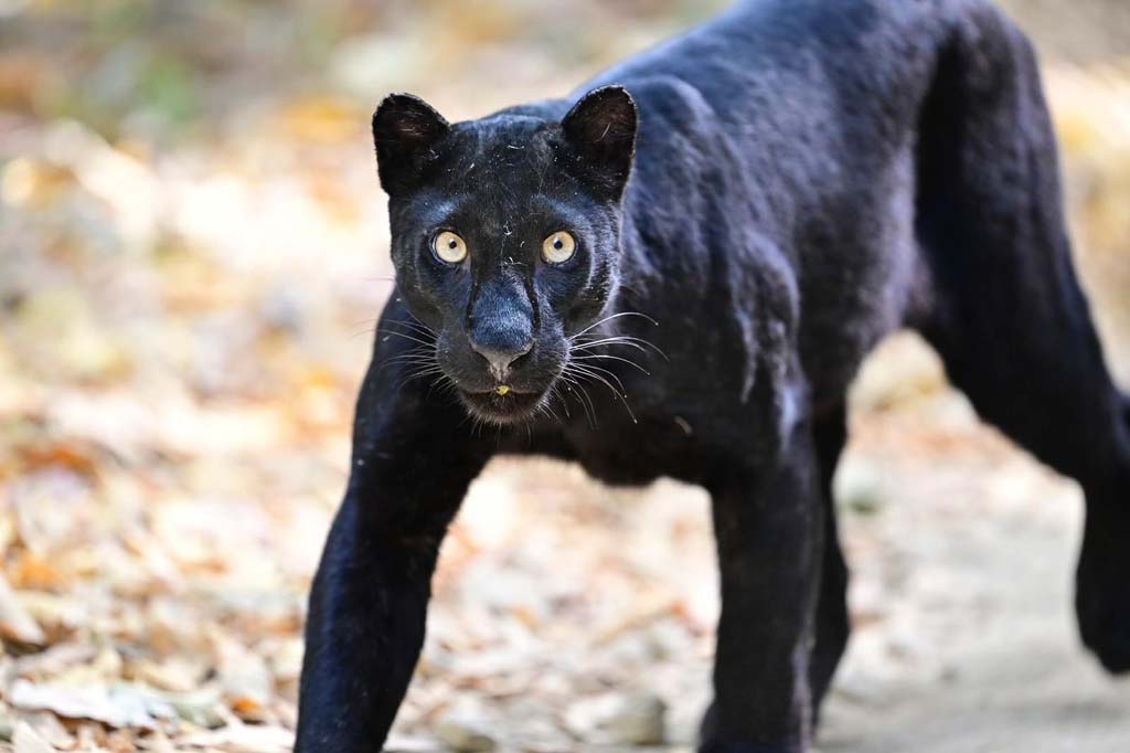 ケーンクラチャン国立公園に 野生の黒豹が出現 ー 西部ペッブリー県ケーンクラチャン国立公園で1月4日、ネイチャー・トレイルに野生の黒豹が出現した。外国人観光客が黒豹を発見し、写真に収めたという。同地域の自然環境や森林の維持管理により、黒豹が安心して生息できるということを象徴することとなった。