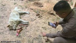 トラによる獣害事件発生 生活エリアでも目撃される - ワイズデジタル【タイで生活する人のための情報サイト】