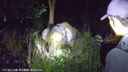 野生象に避妊薬投薬実施　DNP「後遺症はみられない」 - ワイズデジタル【タイで生活する人のための情報サイト】