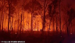 サケーラート森林地帯で山火事　7000ライ以上が焼失 - ワイズデジタル【タイで生活する人のための情報サイト】