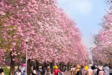 チョンプー・パンティップ　都内の公園や大学で見頃を迎える - ワイズデジタル【タイで生活する人のための情報サイト】