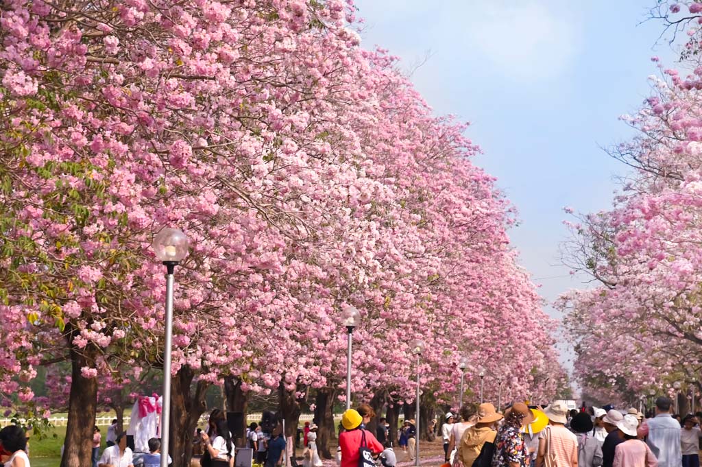 チョンプー・パンティップ　都内の公園や大学で見頃を迎える - ワイズデジタル【タイで生活する人のための情報サイト】
