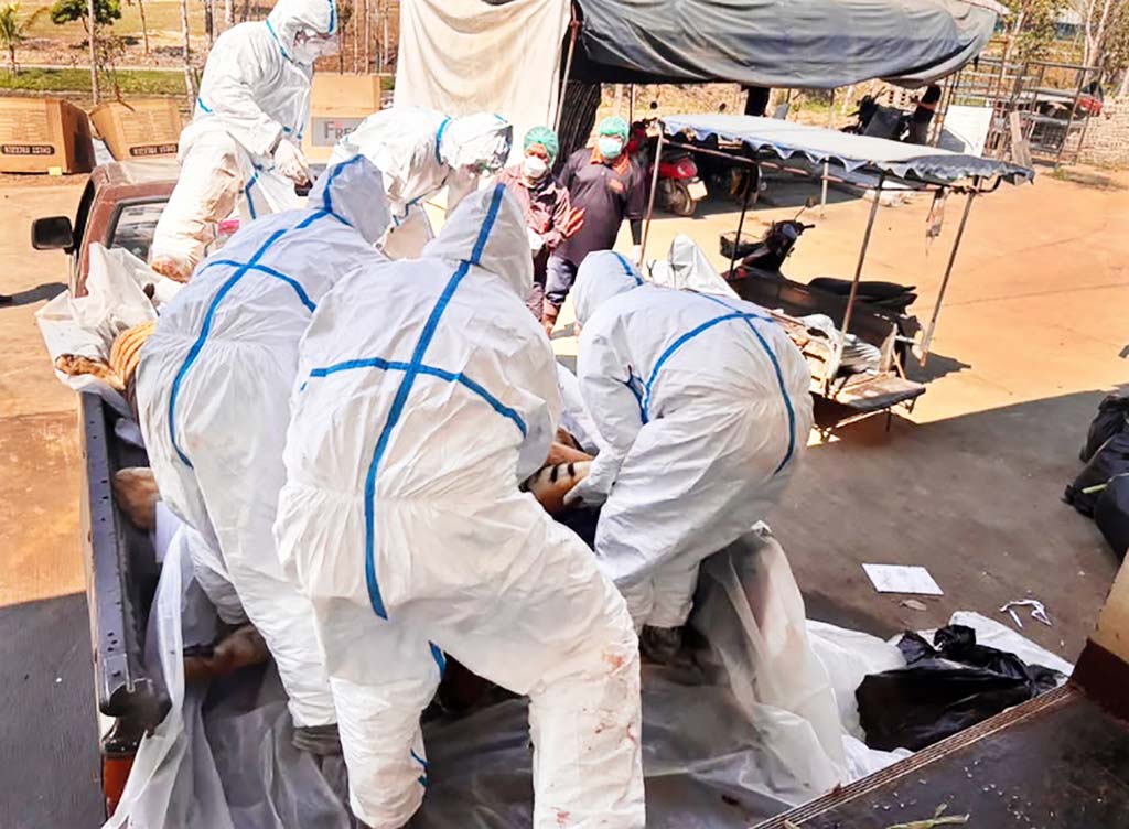 2カ所のタイガーパークで72頭のトラが相次いで死亡 大量死に至った、その原因とは… ー トピックオブタイランド