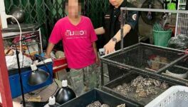 リクガメなど保護対象動物 違法飼育・販売業者を摘発 - ワイズデジタル【タイで生活する人のための情報サイト】