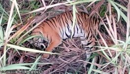 トラによる獣害事件 家畜の豚が襲われる - ワイズデジタル【タイで生活する人のための情報サイト】